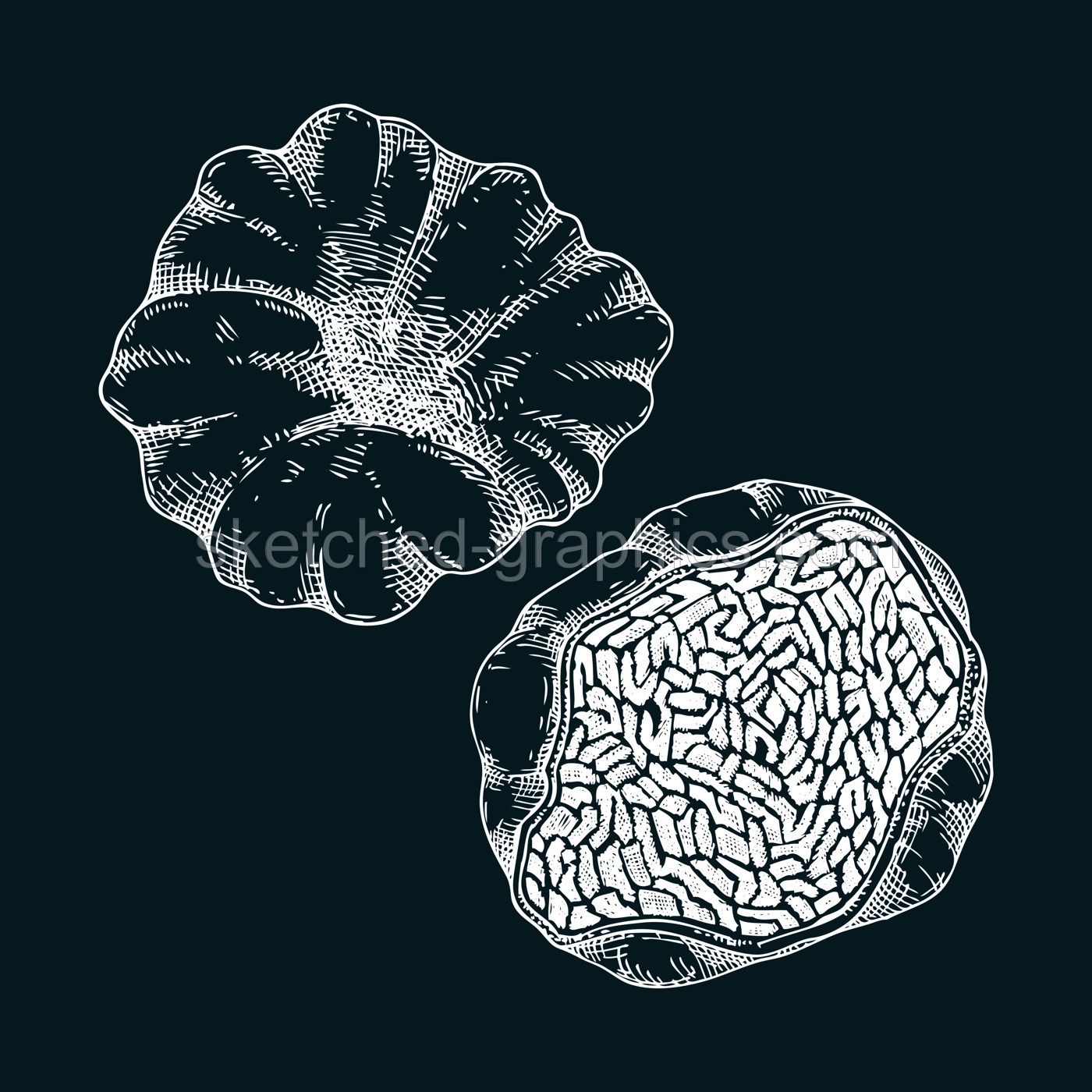 White truffle mushroom sketch. Edible fungus illustration. Fungal protein, mycoprotein, plant-based product healthy food design element. Forest mushroom drawing on chalkboard Illustration